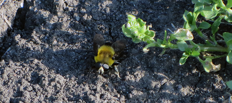 Large bumble bee resting in a shady spot.